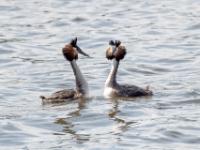Haubentaucher beim Balztanz